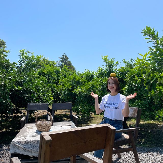 제주도 귤밭을 품은 그리스감성카페 덴드리💙