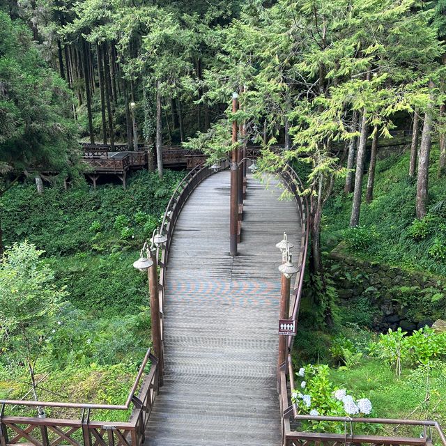 阿里山 - 享受森林浴、淨化心靈
