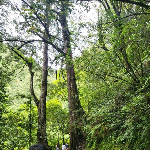 桃園景點｜拉拉山神木群步道