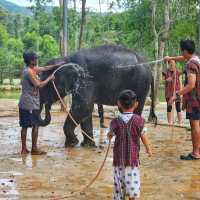 Elephat care park phuket