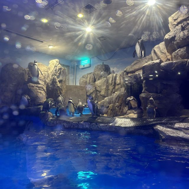 大邱の新世界デパートに水族館！？