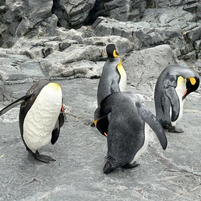 企鵝互動樂！暢遊旭山動物園的零距離接觸 🐧🏞️🦜
