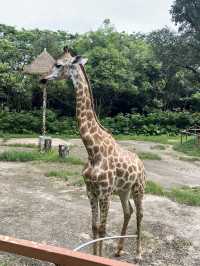 深圳親子遊 逛超大動物園