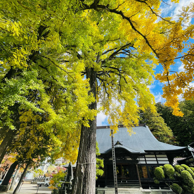 【長野県/高さ40mの夫婦銀杏が美しく紅葉を始めた佛法紹隆寺】