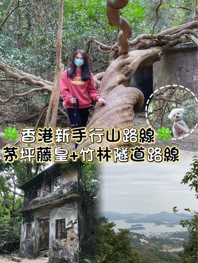 香港新手行山🍀茅坪藤皇+竹林隧道路線