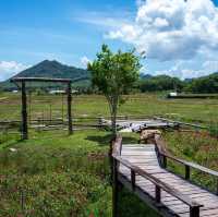โรงนา คาเฟ่ ทุ่งนา กลางเกาะ