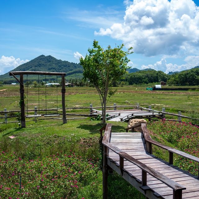 โรงนา คาเฟ่ ทุ่งนา กลางเกาะ