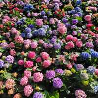 「回歸紀念塔」前的繡球花海🌺🪻🌸🪷