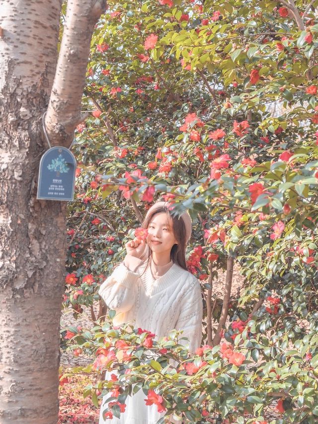 부산에 있는 동백 명소 화명생태공원♥️✨