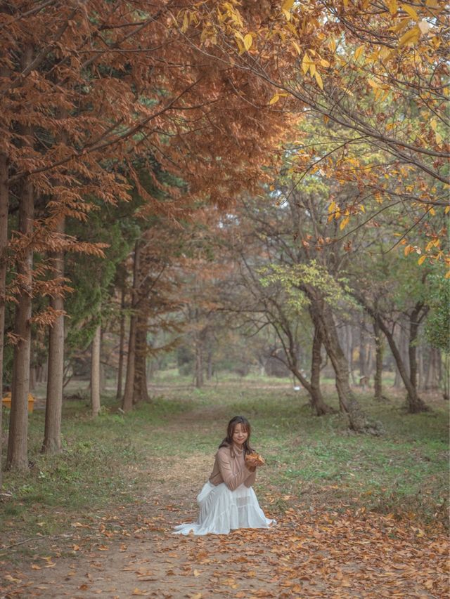 메타세콰이어로 가득한 경주의 힐링 가득한 숲🌲✨ 