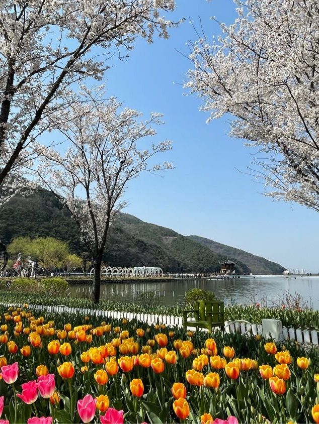 벚꽃과 튤립을 함께 볼 수 있는 곳, 송해공원🌸🌷