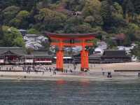 Miyajima and deers of God