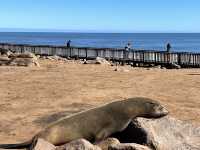 Check out seals at Cape Cross 