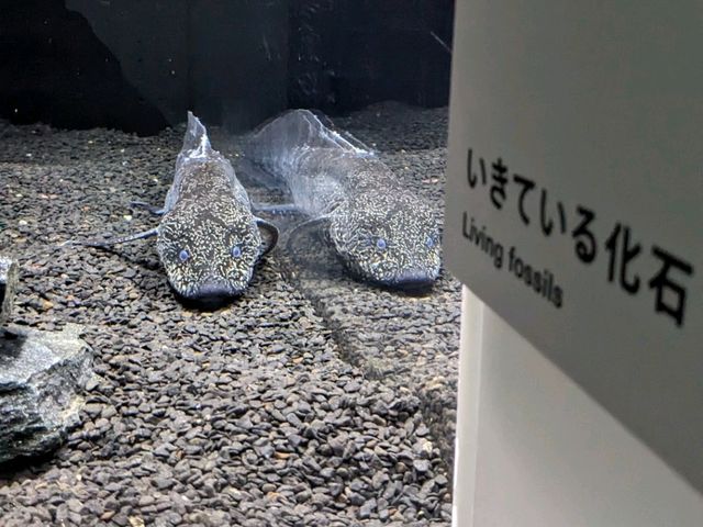 【札幌市内最大の水族館】夏休みにオススメ！ネイチャーアクアリウムも楽しめる水族館