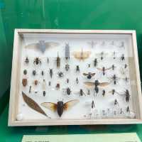 《迷你版生物多樣性博物館在將軍澳》