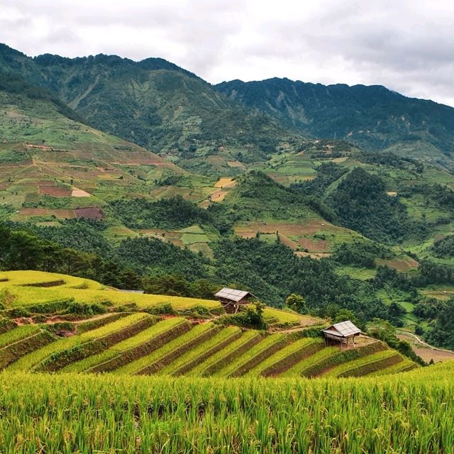 Vành Móng Ngựa Terraced Rice Fields