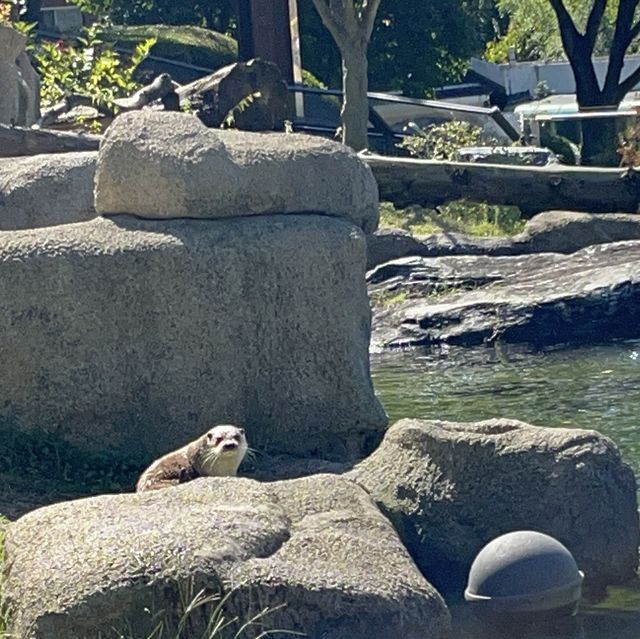 아이랑 방문하면 너무 좋은 청주 동물원 ✨