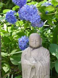 【神奈川県/明月院】美しい紫陽花
