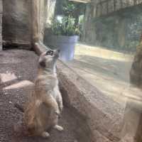 Visit the animals at Avilon Zoo