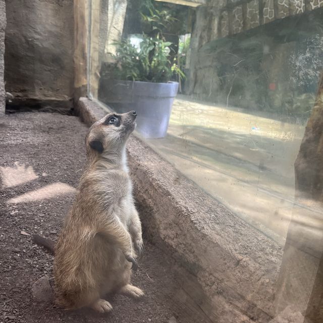 Visit the animals at Avilon Zoo