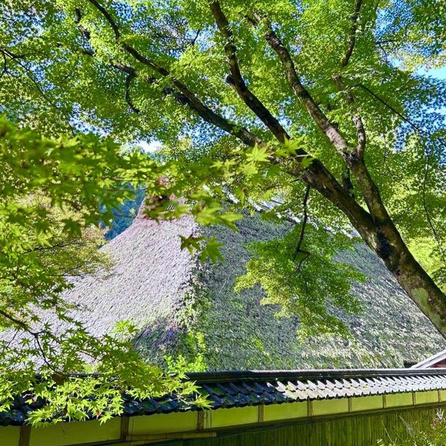 🌳 도심에서 벗어나 자연과 일체되어 산림욕을 즐길 수 있는 고란계곡을 방문해보세요! 💚
