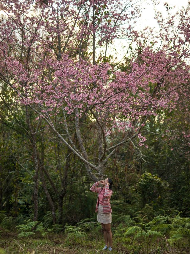 ดอกนางพญาเสือโคร่งสวยมาก 🌸