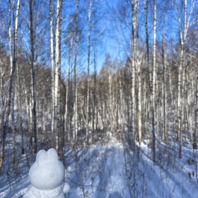 ❄️눈이 내려앉은 인제 원대리 자작나무 숲