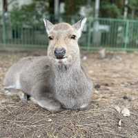 cute Nara deer 