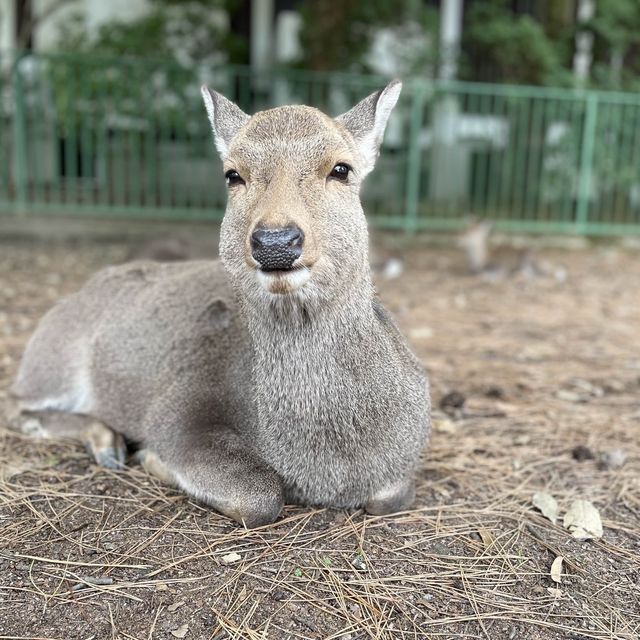 cute Nara deer 