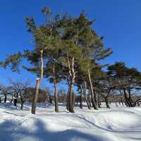 函館代表景點 五稜郭公園❄️