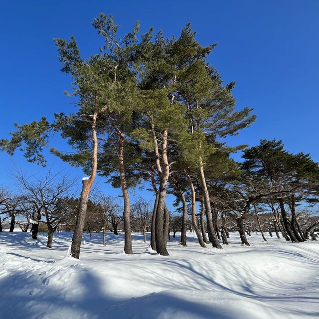 函館代表景點 五稜郭公園❄️