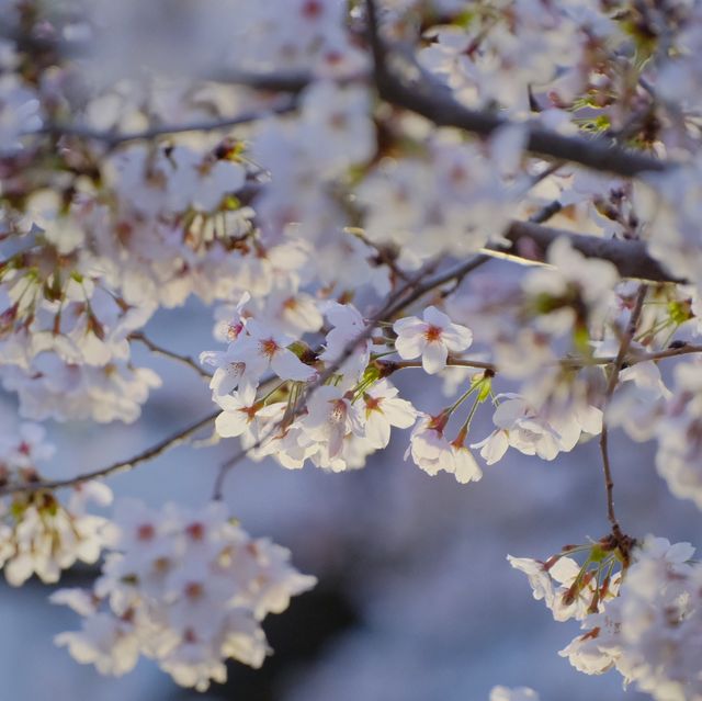 【東京】ついに始まった隅田川の桜祭り