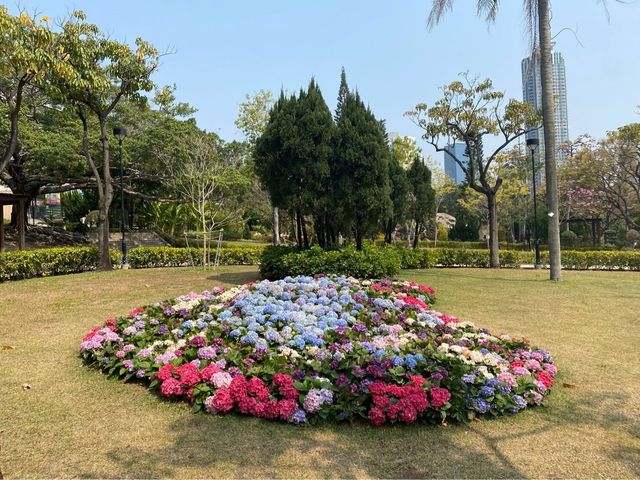 心型繡球花海🫀