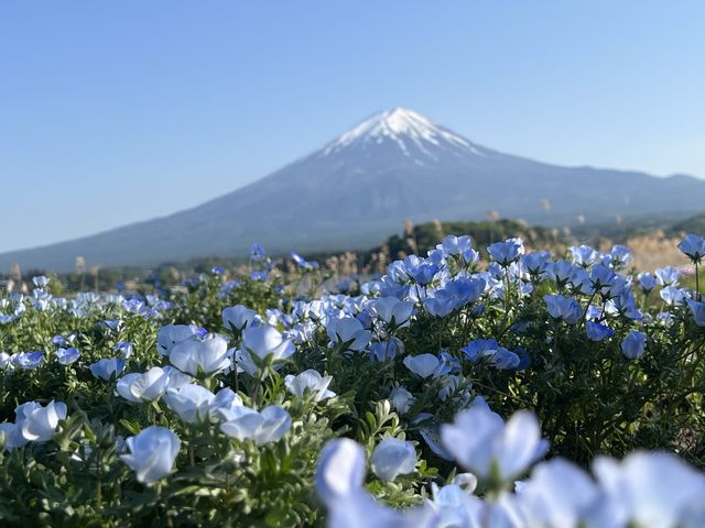富士山河口湖大石公園｜花卉配上山景、還有網紅冰淇淋可以吃🍦