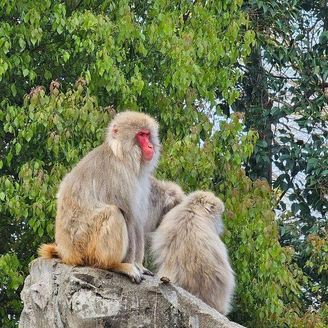 日本最古老最有名的動物園🐘🦒🐼🦌