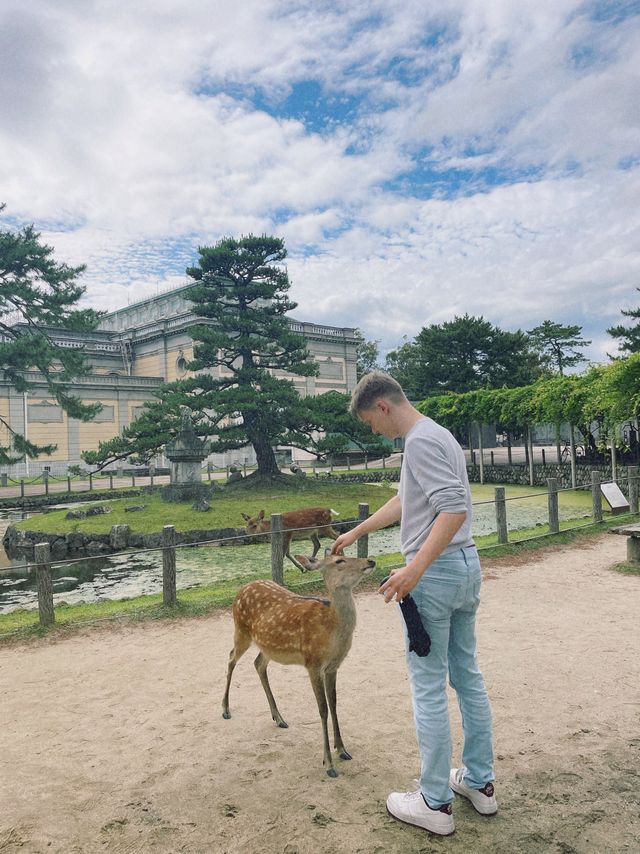 자유로운 사슴들로 둘러싸인 곳, 나라 공원🦌