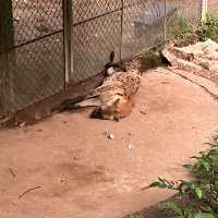 サイゴン動植物園