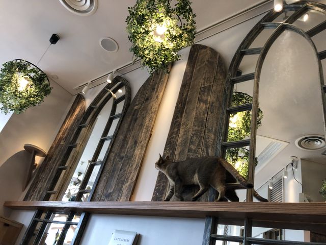 猫カフェMOCHA @原宿🐈
