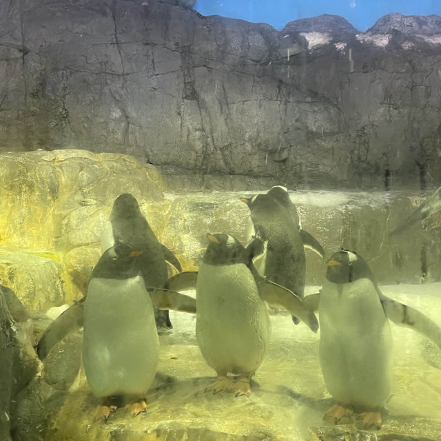 大阪海遊館