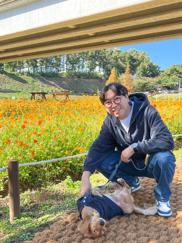 파주 강아지와 산책하고 피크닉 하기 좋은 운정호수공원⛲️