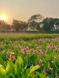 🌿🌺🌅 觀瀾河濕地公園～花海日落驚艷🌿🌺🌅
