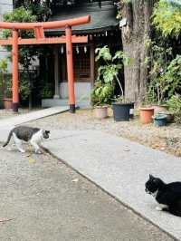 【東京都/蔵前神社】ミモザ咲かない緑豊かな境内