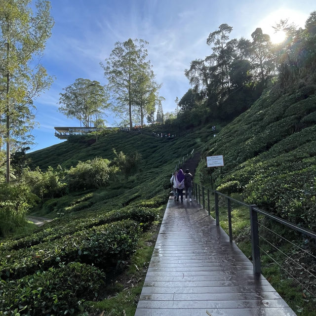 BOH Tea Centre Sungai Palas, Cameron Highland