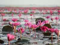 Red Lotus Lake in Thailand