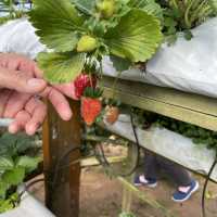 Raju’s Hill Strawberry Farm 🍓🍓🍓