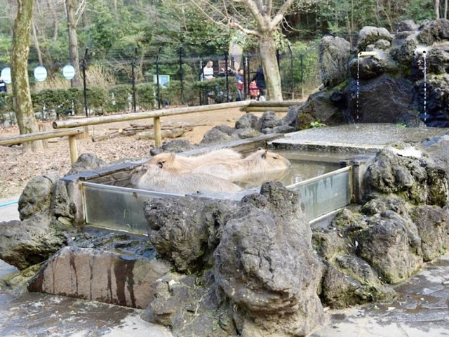 Saitama Children's Zoo