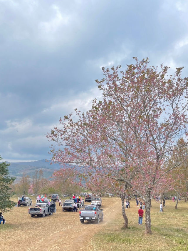 🌸 ภูลมโล @อุทยานแห่งชาติภูหินร่องกล้า 🇹🇭