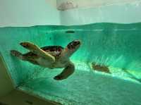 【仙台うみの杜水族館】水族館とちいかわ