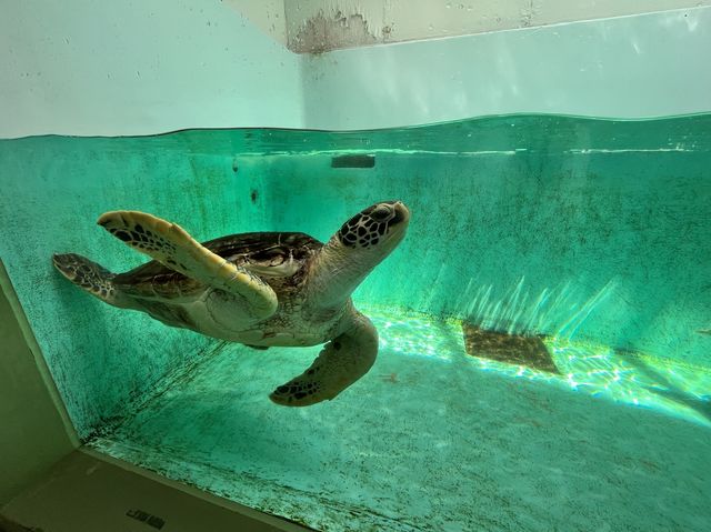 【仙台うみの杜水族館】水族館とちいかわ