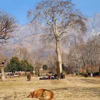 Winter at the Mughal Garden India 
